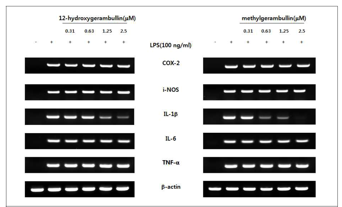 12-hydroxygerambullin, methylgerambullin에 의한 염증성 사이토카인의 저해