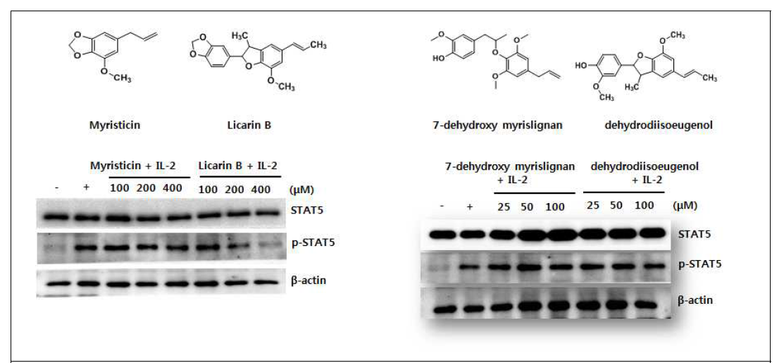 RY library chemical 4종에 의한 STAT5의 저해 확인에 의한 STAT5의 저해