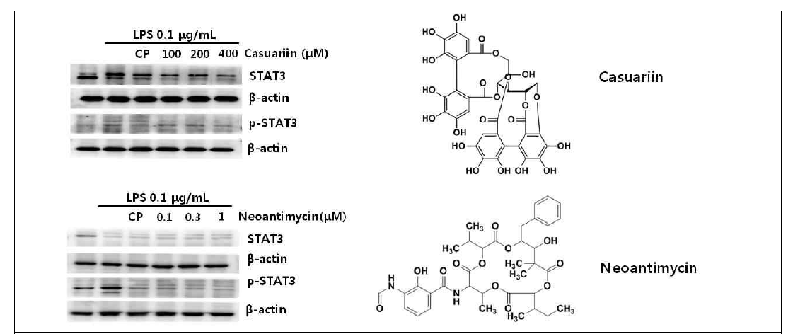 Casuariin 및 Neoantimycin에 의한 STAT3의 저해