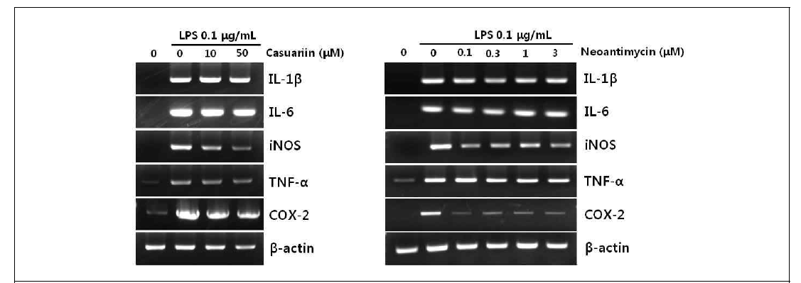 Casuariin 및 Neoantimycin에 의한 염증성 사이토카인의 저해
