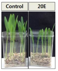 옥수수의 PE 대사계를 활성화시키기 위하여 20E를 처리한 옥수수와 대조구 의 대표적인 사진