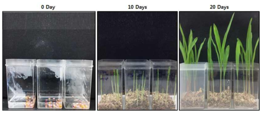 옥수수에 활성형 20E를 처리한 이후에 옥수수의 발아와 성장을 보여주는 사 진