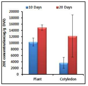 옥수수에 1.0% 20E 용액을 처리한 후 10일과 20일이 경과하였을 때 20E 흡 수율을 분석하여 본 결과