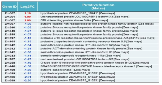 옥수수에 20E를 처리한 이후에 발현에 변화를 보인 kinase 유전자