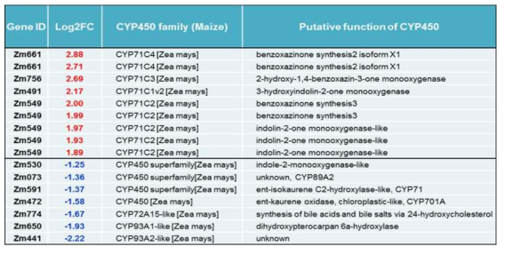 옥수수에 20E를 처리한 이후에 발현에 변화를 보인 CYP450 유전자