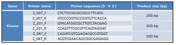 20E 인산화 후보유전자 발현변화 검증을 위한 semi-qRT-PCR 프라이머