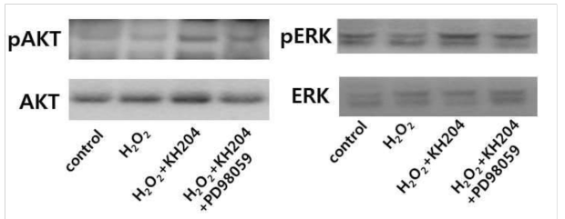 KH-204 투여에 따른 ERK 및 Akt 인산화 Western blot 분석