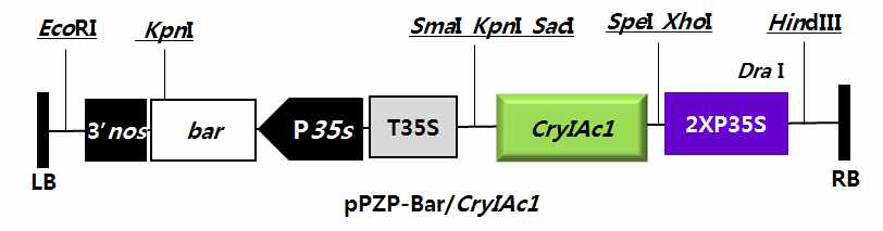 형질전환용 벡터1 (pPZP-Bar/ Cry1Ac1)