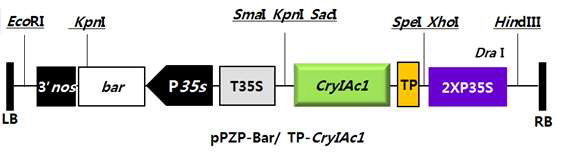 형질전환 벡터2 (pPZP-Bar/ TP-Cry1Ac1)