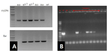 PCR 검정을 통한 transgene 삽입 확인 (A: T0 형질전환체 B10~14, B: T0 형질전환체 B51~55)