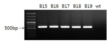 Bt 양배추에서 P35Sp PCR 결과