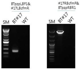 좀나방 내성 형질전환 양배추 #17번의 LB 및 RB IPCR confirmation PCR 결과