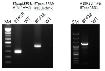 좀나방 내성 형질전환 양배추 #18번의 LB 및 RB IPCR confirmation PCR 결과