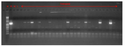 PCR 검정을 통한 유전자 삽입 확인 (T0 형질전환체 B56~68)
