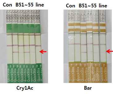 Immno-strip을 통한 단백질 발현 검정 (A: T0 B51~B55 형질전환체 CryIAc 검정, B: T0 B51~B55 Bar 형질전환체 Bar 검정 )