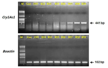 GM 양배추의 RT-PCR 분석