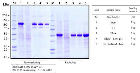 SDS-PAGE를 이용한 Protein A column 공정 단계별 시료 분석 결과
