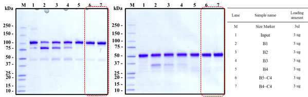 SDS-PAGE를 이용한 Phenyl HP column 공정 단계별 시료 분석 결과