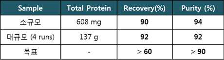 Protein A 정제 공정 수율 및 순도 결과