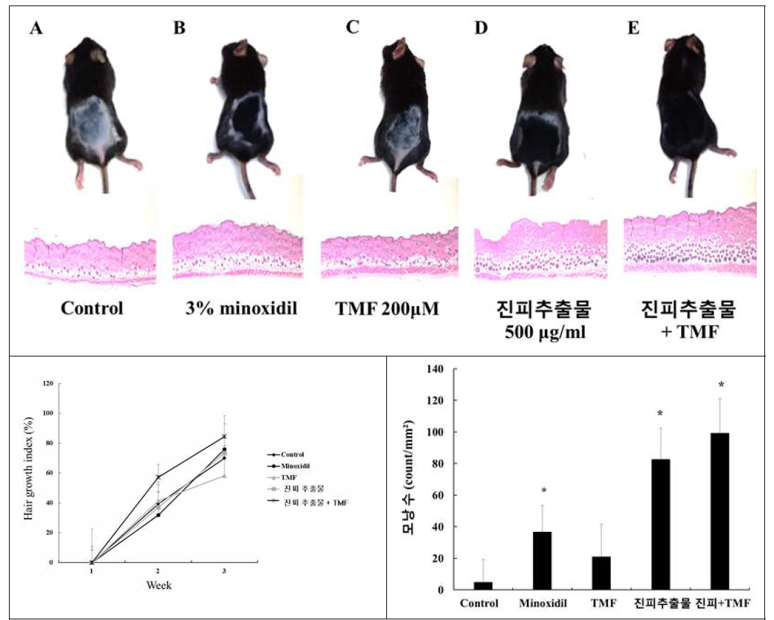 진피추출물과 플라보노이드 화합물의 발모/육모 개선 in vivo효능평가