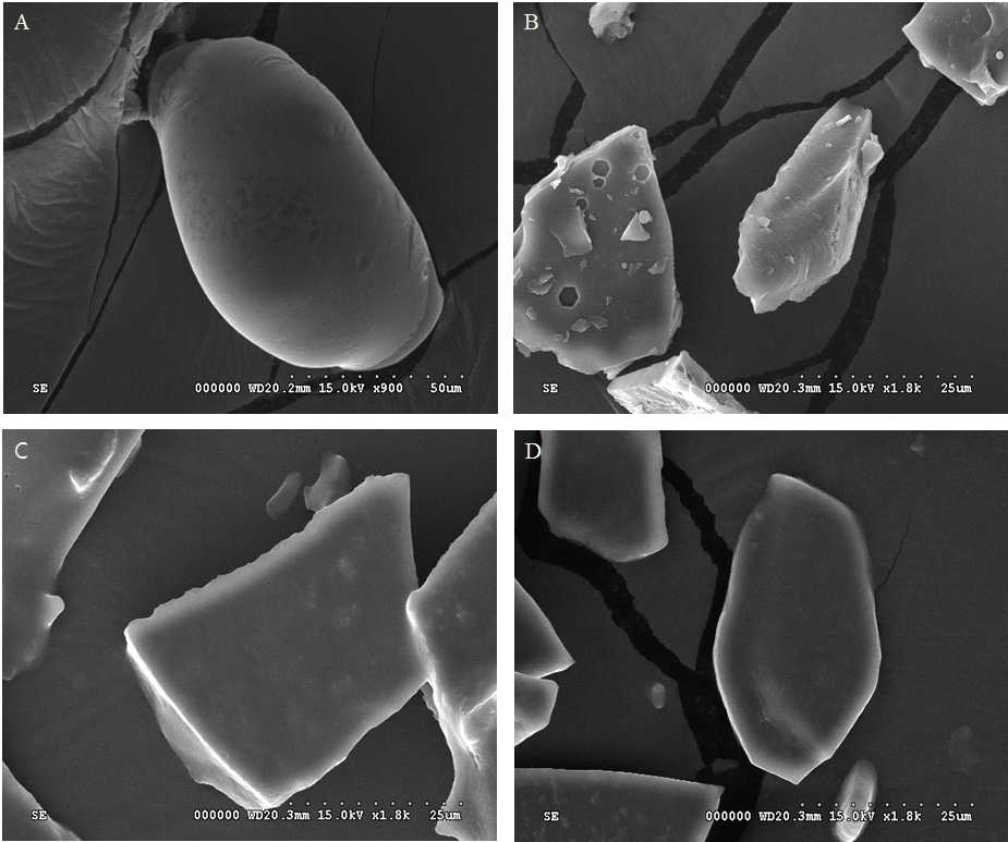 Scanning electron micrographs of the corn silk and micro-encapsulated corn silk extracts. A: control, B: Maltodextrin micro-encapsulated corn silk extracts, C: Cyclodextrin micro-encapsulated com silk extracts, D: Maltodextrin – Cyclodextrin micro-encapsulated com silk extracts