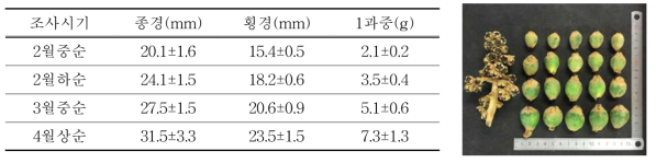 봉지싀우는 시기별 과실크기