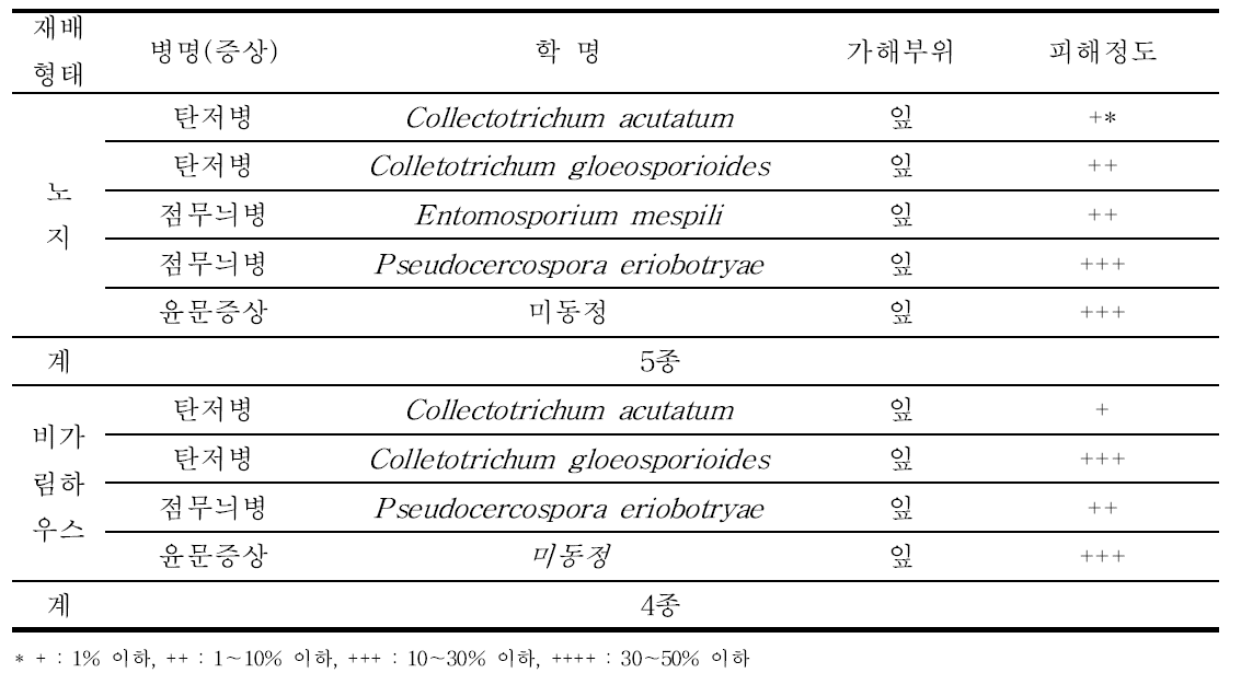 비파에 발생하는 병해 종류