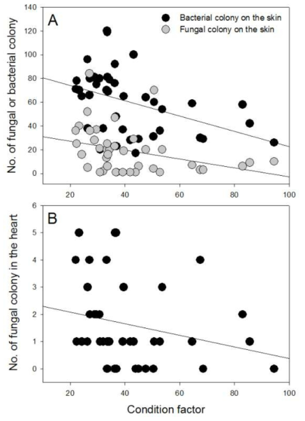 Relationships between the number of fungal or bacterial colony on the skin (A) and in the heart (B) and the condition factor of the Rana dybowskii frogs that were collected from inside and outside frog farms at Inje and Goesan