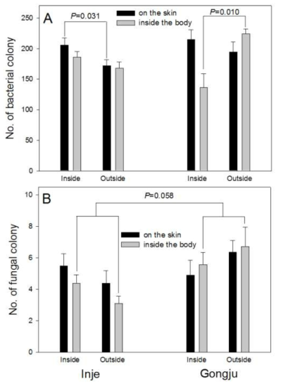 Number of bacterial (A) and fungal (B) colony on the skin and inside the body of the Rana dybowskii tadpoles that were collected from inside and outside frog farms at Inje and Gongju. Number of bacterial colony was different between inside and outside frog farms at both Inje and Gongju and the number of fungal colony was tended to be different between Inje and Gongju