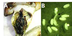 An acanthocephalan parasite in the stomach of the adult Dybowskii’s brown frog, collected inside of commercial frog farms at Goesan, indicated by an arrow (A) and the collected acanthocephalan parasites shown under the dissecting microscope(40X, B). In B, the proboscis of an acanthocephala is indicated by an arrow