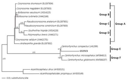 A maximum likelihood (ML) tree based on the 18S ribosomal RNA (18S rRNA) genomes of the collected acanthocephala(G525CS) in addition to 15 other acanthocephalan species. 18S rRNA sequences of acanthocephalalan species used in this phylogenetic analysis were downloaded from GeneBank the accession number indicated after the scientific name of each species. The Bayesian posterior probabilities (above) and bootstrap value (below) are denoted on each branch