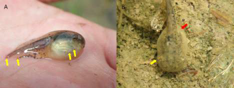 Tadpoles collected in Woogok-ri, Yongju-myeon, Hapcheon-gun, Gyeongsangnam-do. (A) Tree frog tadpole with ecchymosis (arrows), one of representative ranavirus infection symptoms. (B) Tree frog tadpole with exophthalmos symptom (yellow arrow) and swelling body (red arrow)