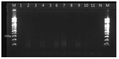 Result of chytrid fungus detection using PCR from the eleven tree frog larvae collected in Yongju-myeon, Hapcheon-gun. M: Marker (100 bp), 1-11: tadpole samples, N: Negative control. Batrachochytrium dendrobatidis was not detected from all samples