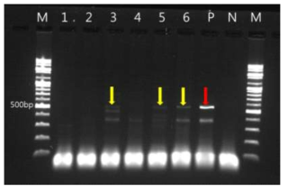 Result of ranavirus detection using PCR from the six Narrow-mouth frogs collected in Eoeun-dong, Daejeon. M: Marker (100 bp), 1-6: Samples, P: Positive control (red arrow), N: Negative control. Three frogs, indicated by yellow arrows showed ranavirus positive responses in PCR