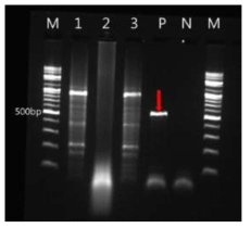 Result of ranavirus detection using PCR from three narrow-mouth frog larvae collected in Eoeun-dong, Daejeon. M: Marker (100 bp), 1-3: Samples, P: Positive control (red arrow), N: Negative control. Ranavirus was not detected at all