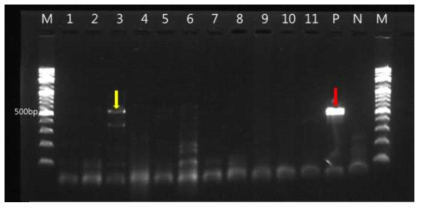 Result of ranavirus detection using PCR from eleven tree frog larvae collected in Yongju-myeon, Hapcheon-gun. M: Marker (100 bp), 1-11: Samples, P: Positive control (red arrow), N: Negative control. One frog, indicated by yellow arrow showed ranavirus positive responses in PCR