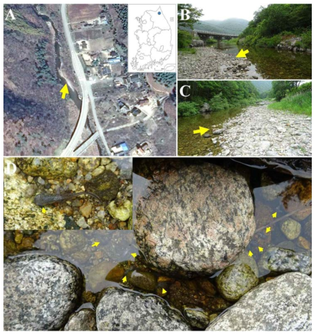 Location where the mass-mortality of Huanren frog (Rana huanrenensis) tadpoles occurred at Inje, Kangwon, South Korea in June 2015. Yellow arrows in A, B, C indicate the areas where dead tadpoles were mainly found (A, B, C) and those in D indicate dead tadpoles among the pebbles. Insertion in D shows a dead tadpole in large