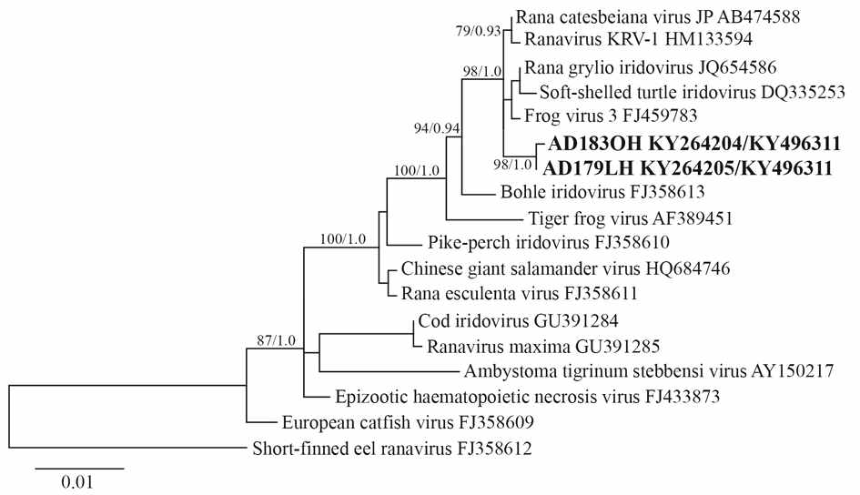 Phylogenetic tree based on partial MCP DNA sequences of ranavirus. The sequences (1099 bp) obtained from Huanren frog (Rana huanrenensis) tadpolesin this study are in larger, bold font and showed over 99% identity with the MCP gene sequence of Rana catesbeianavirus JP, Frog virus 3, Rana grylioiridovirus, Ranavirus KRV-1, Soft-shelled turtle iridovirus in a descendant identity order. Numbers at the end of the taxon name refer to GenBank accession numbers. Numbers on the branches represent support values for the major groups—ML bootstrap support, followed by Bayesian posterior probabilities