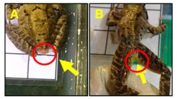 Improved hernia in R. dybowskii frog after (B) UV+propolis treatments