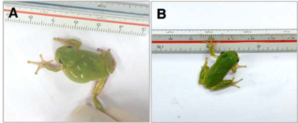 Improved edema in R. japonica frog after (B) propolis treatments