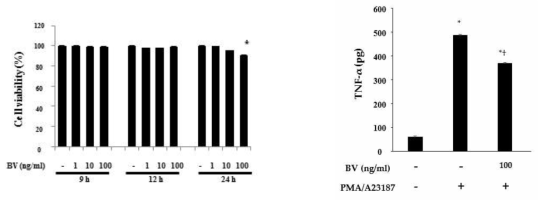 좌) RBL-2H3 세포에서 봉독의 독성시험 우) 봉독이 TNF-α의 발현변화에 미치는 영향 관찰(ELISA)