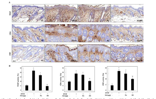 아토피 피부염 동물모델에서 멜리틴에 의한 TSLP, CD4, CD3 발현변화 확인
