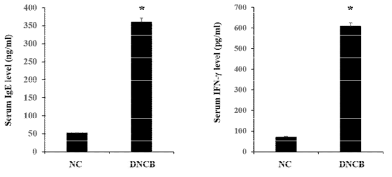 DNCB로 유도된 아토피 동물모델의 혈중 IgE와 IFN-γ 발현량 측정