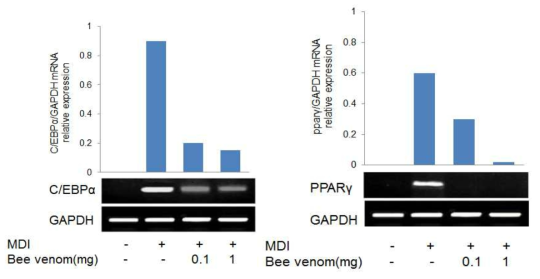 봉독의 C/EBPα와 PPARγ 유전자 발현 억제 효과