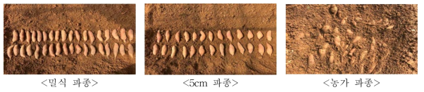 씨고구마 파종방법
