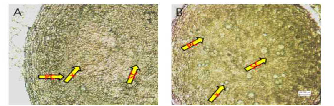 조직분화 이후 중심주 비대양상 차이(2017) * A: 풍원미 정식 후 40일, B: 호감미 정식 후 40일 X:물관부, P:체관부, PC:1차 형성층, SC: 2차 생장조직