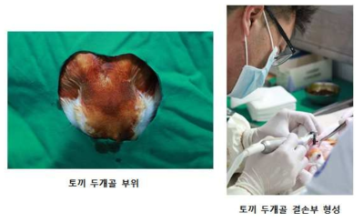 Rabbit calvarial defects formation