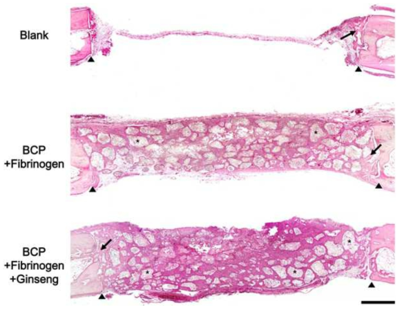 Hematoxylin and eosin-stained histological morphology of the entire area of calvarial defects at 1 week after implantation into rabbit calvarial defect model