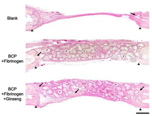 Hematoxylin and eosin-stained histological morphology of the entire area of calvarial defects at 2 weeks after implantation into rabbit calvarial defect model