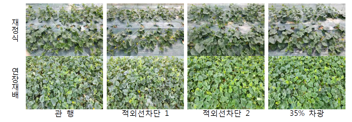 고온기 재정식과 연장재배 처리구 식물체 모습(촬영일 : 2015. 5. 28)